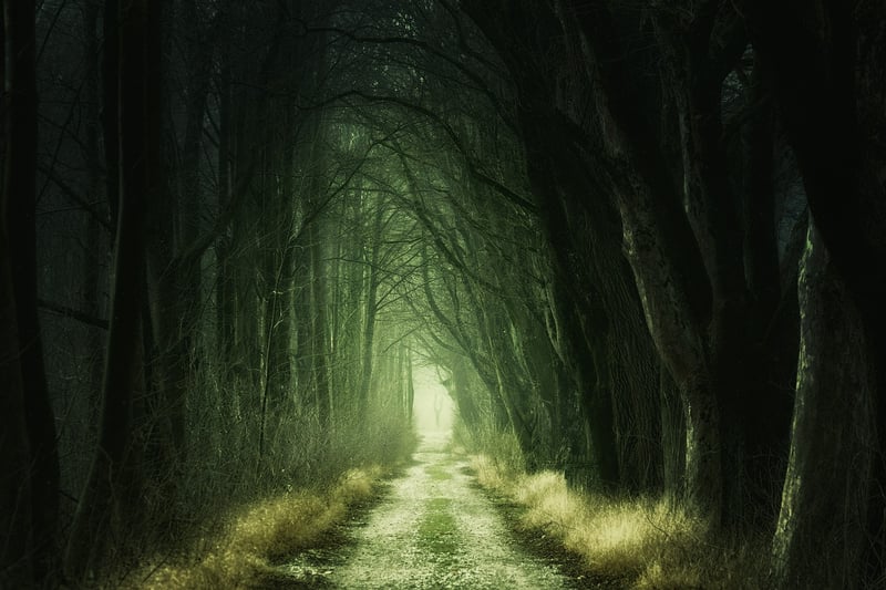 Whimsical Woodland Atmosphere