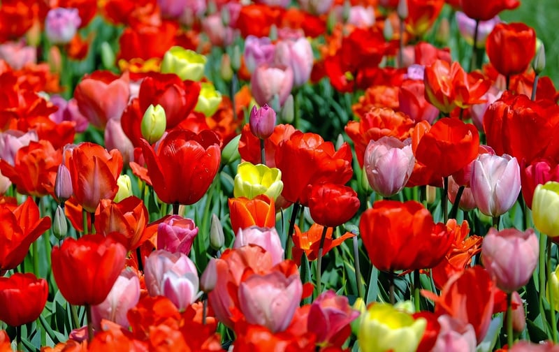 The Flower Fields, California