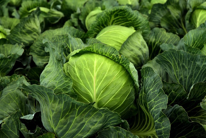 Forest Vegetables